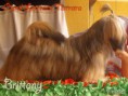 Chatong`s Brittany Yume Leirratz Tarrara