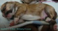 /album/filhotes-brittany-x-lover-9-dias/a9-jpg2/