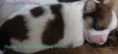/album/filhotes-brittany-x-lover-9-dias/a11-jpg2/