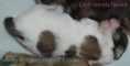 /album/filhotes-brittany-x-lover-9-dias/a12-jpg2/
