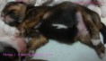 /album/filhotes-brittany-x-lover-9-dias/a13-jpg2/